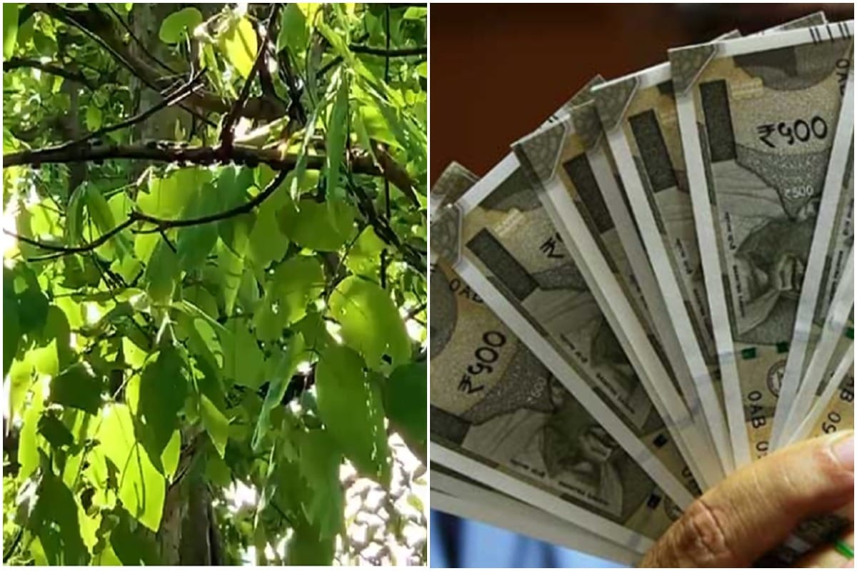 500-500 rupees notes started raining in Tehsil campus many people including lawyers arrived to collect