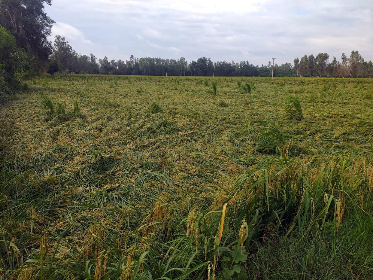 Paddy crop fell due to strong wind gusts with rain, heavy loss estimated