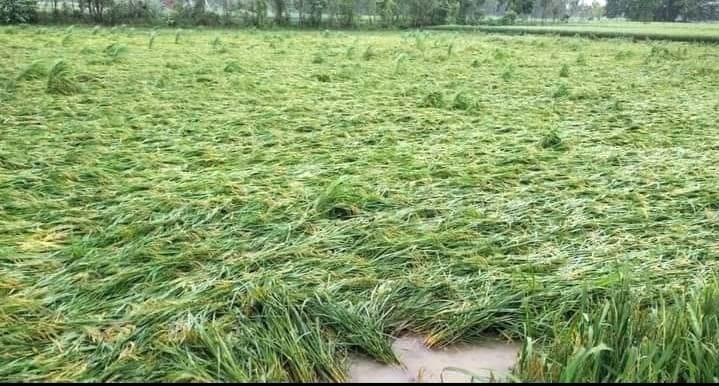 Crops collapsed in the fields, the feeders upset