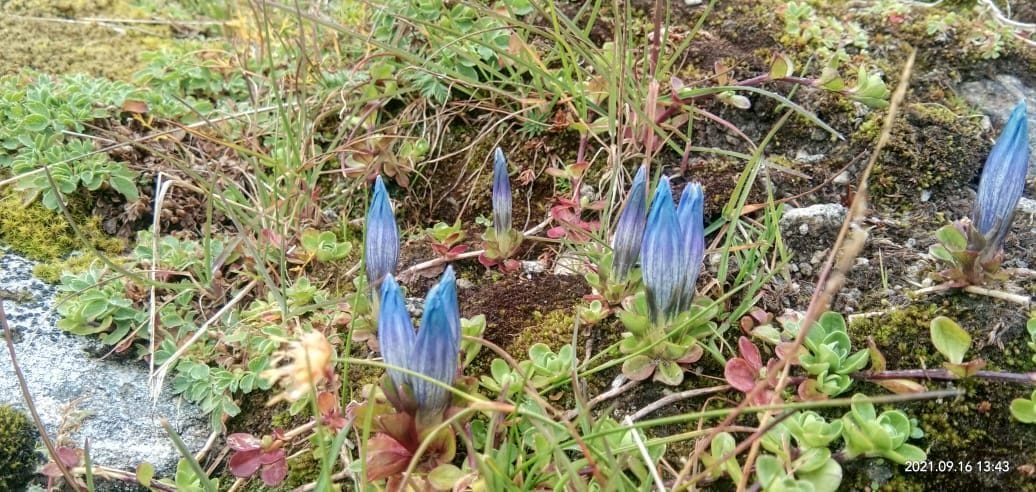 Blue lotus blossomed after many years in Vasukital