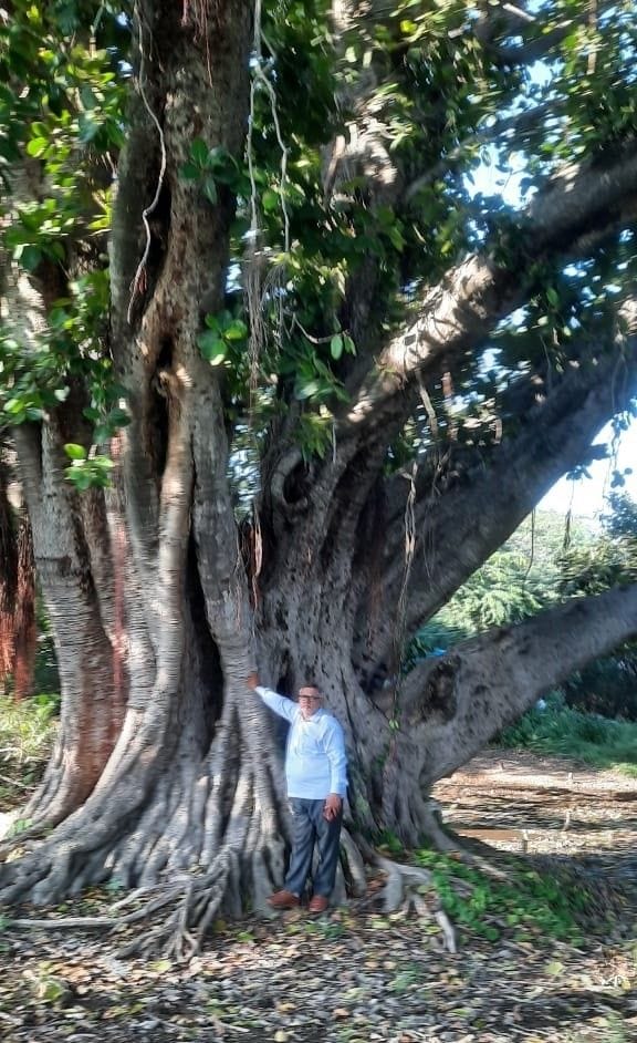 Hathras: Two trees of Hasayan and Sahpau included in the heritage