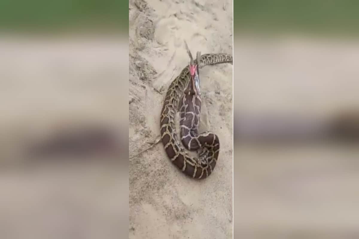 UP News: A python snake has attacked a pigeon fatally in a colony of Bijnor district
