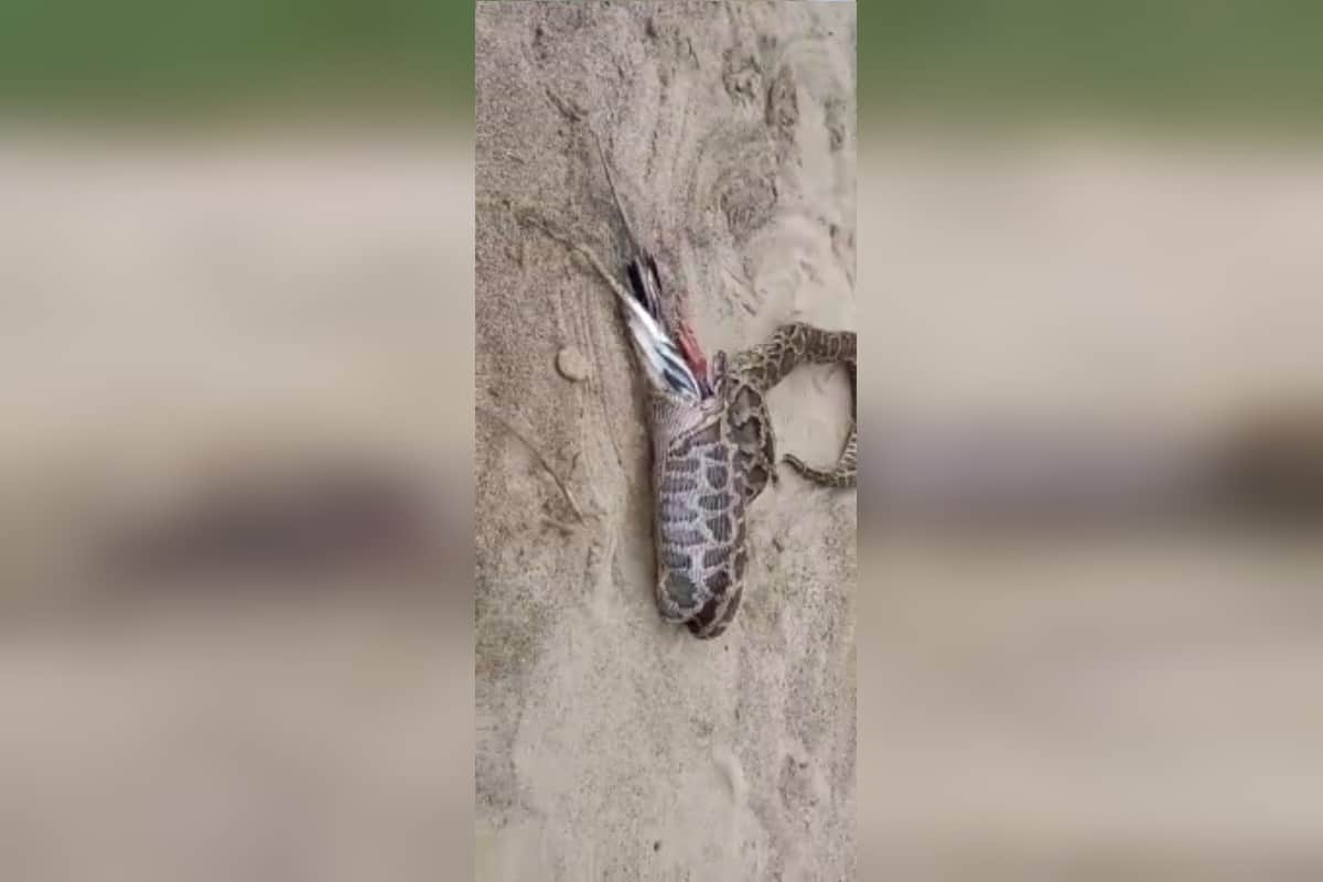 UP News: A python snake has attacked a pigeon fatally in a colony of Bijnor district