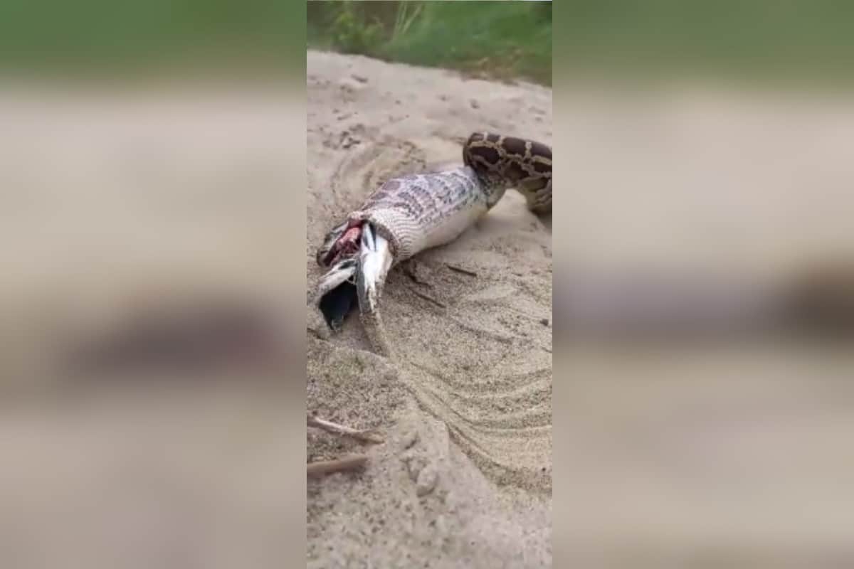 UP News: A python snake has attacked a pigeon fatally in a colony of Bijnor district