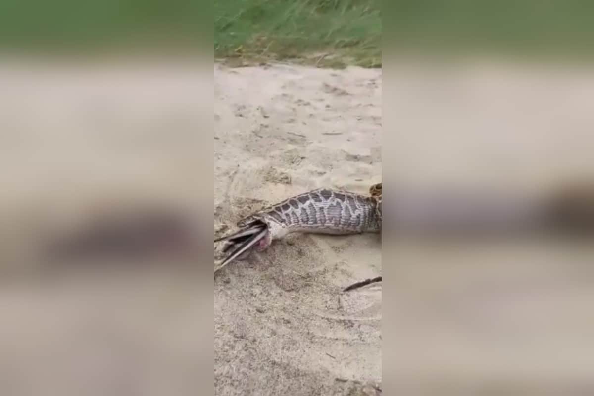 UP News: A python snake has attacked a pigeon fatally in a colony of Bijnor district