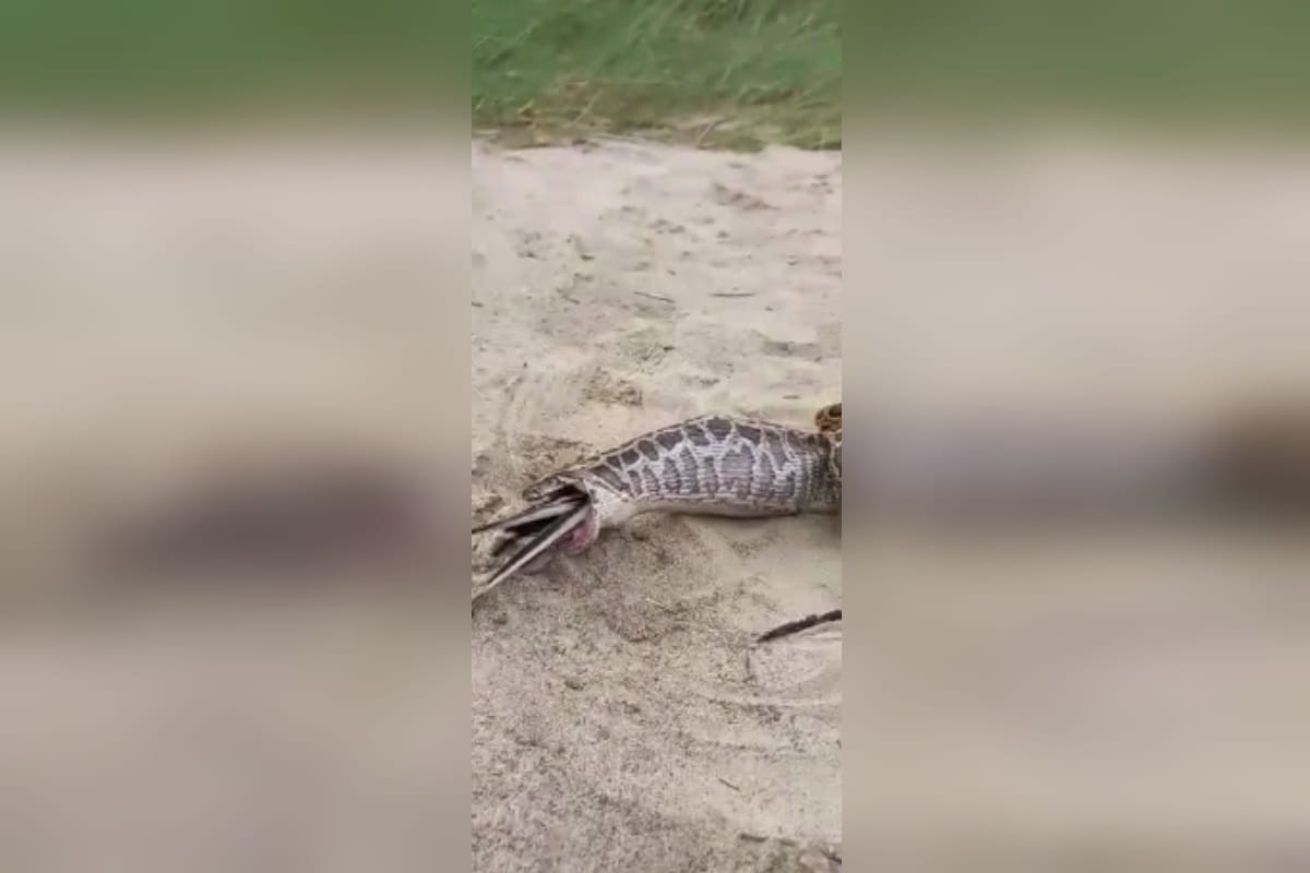 UP News: A python snake has attacked a pigeon fatally in a colony of Bijnor district