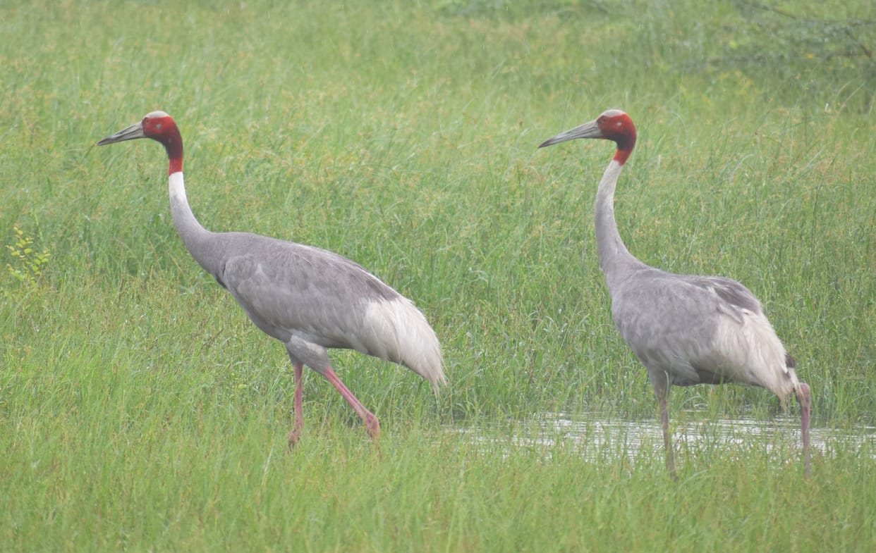 The pair of storks reached the Knowledge Park, the danger of hunting