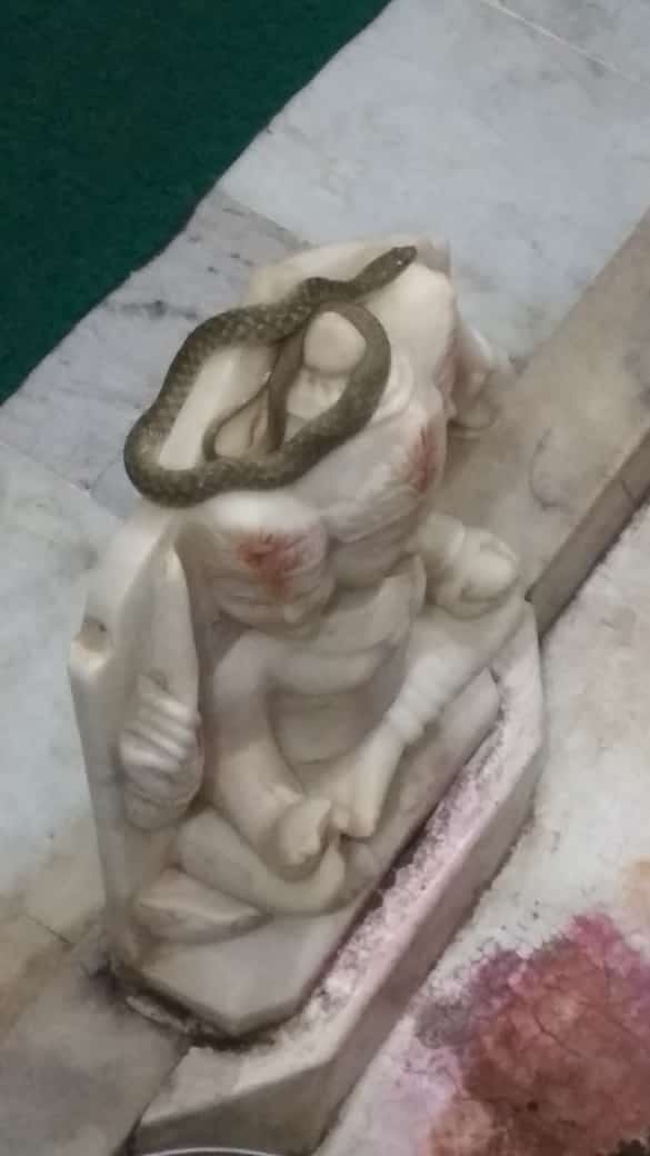 Crowd gathered to see the snake sitting on the idol in Shiva temple