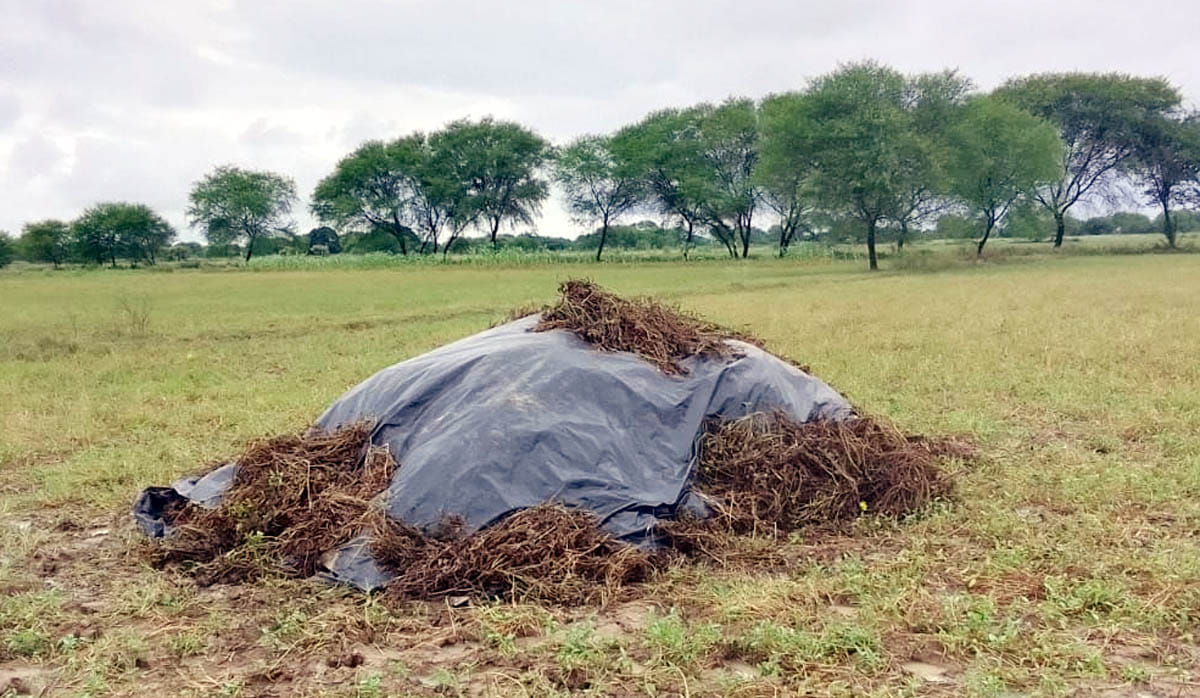 Due to continuous rain, standing crops are getting ruined in the fields