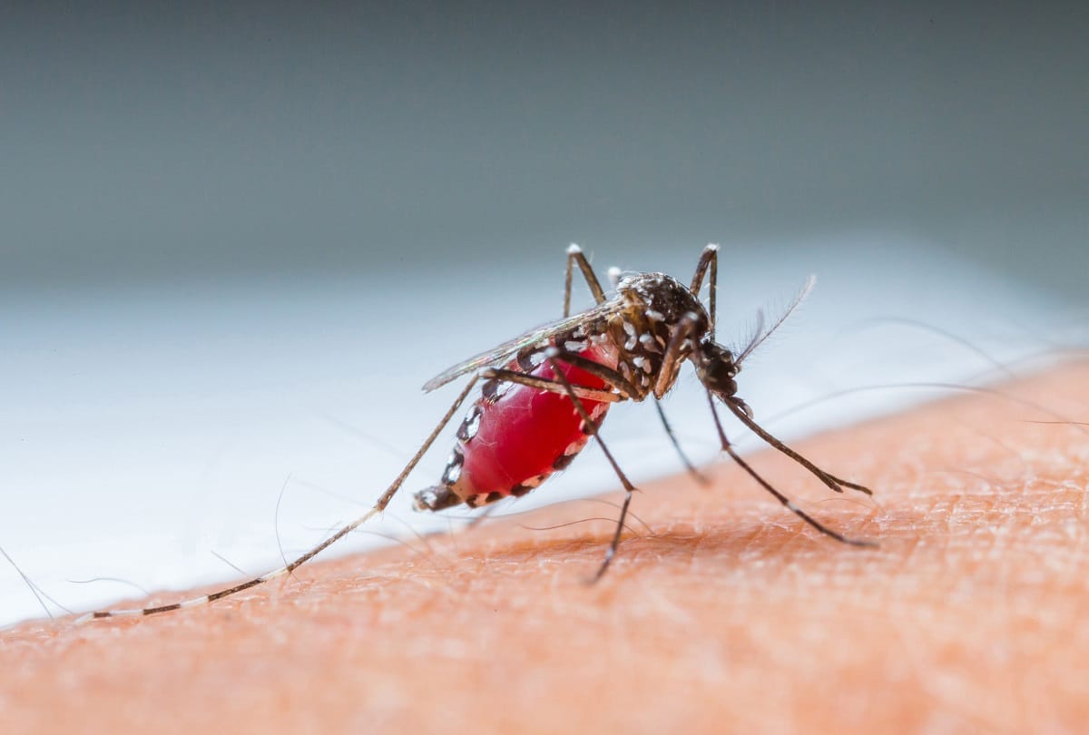 Chandigarh: Prusniparni will save from malaria infection, research done by student of Medical Parasitology