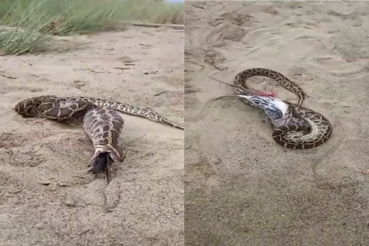 UP News: A python snake has attacked a pigeon fatally in a colony of Bijnor district