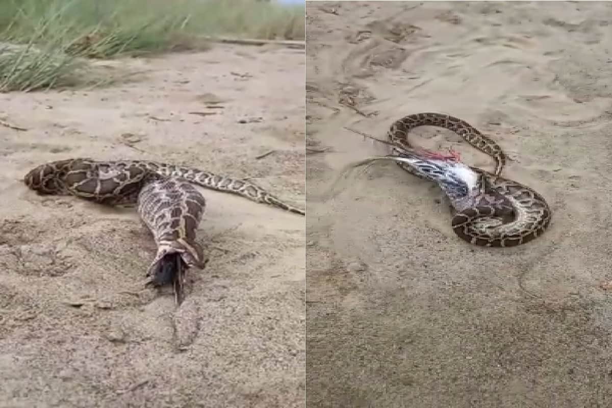 UP News: A python snake has attacked a pigeon fatally in a colony of Bijnor district