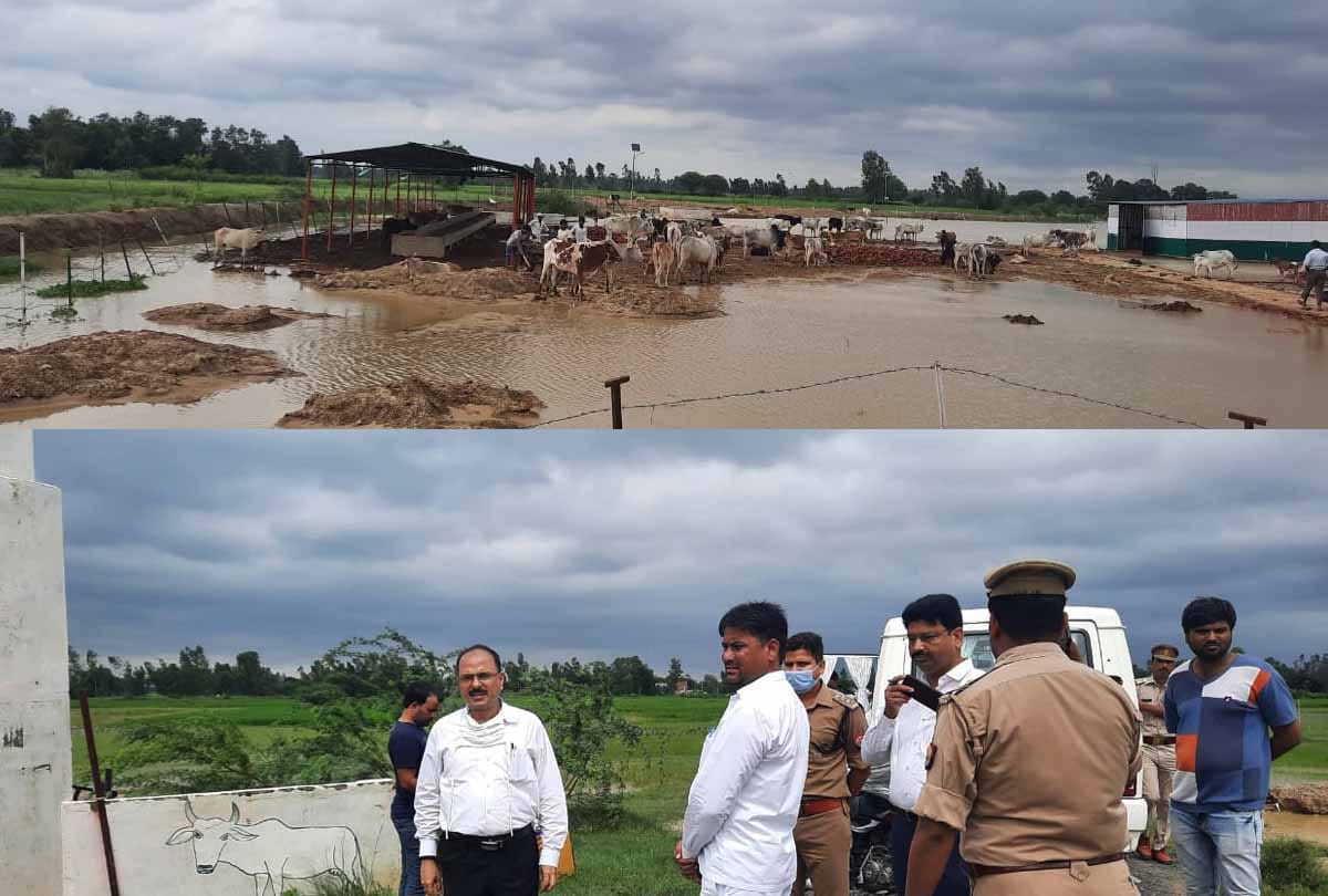 Hardoi: Eight cattle died in Tirwa Gaushala, six sick