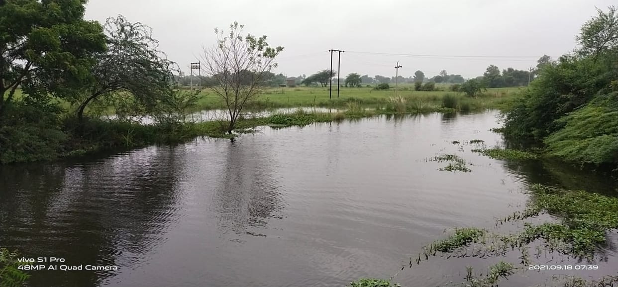etawah news,Flood in Ahanaiya river threatens paddy crop