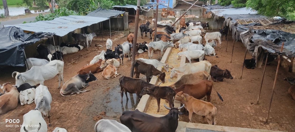 etawah news,Gaushalas are empty, cows are making morsels of standing crops