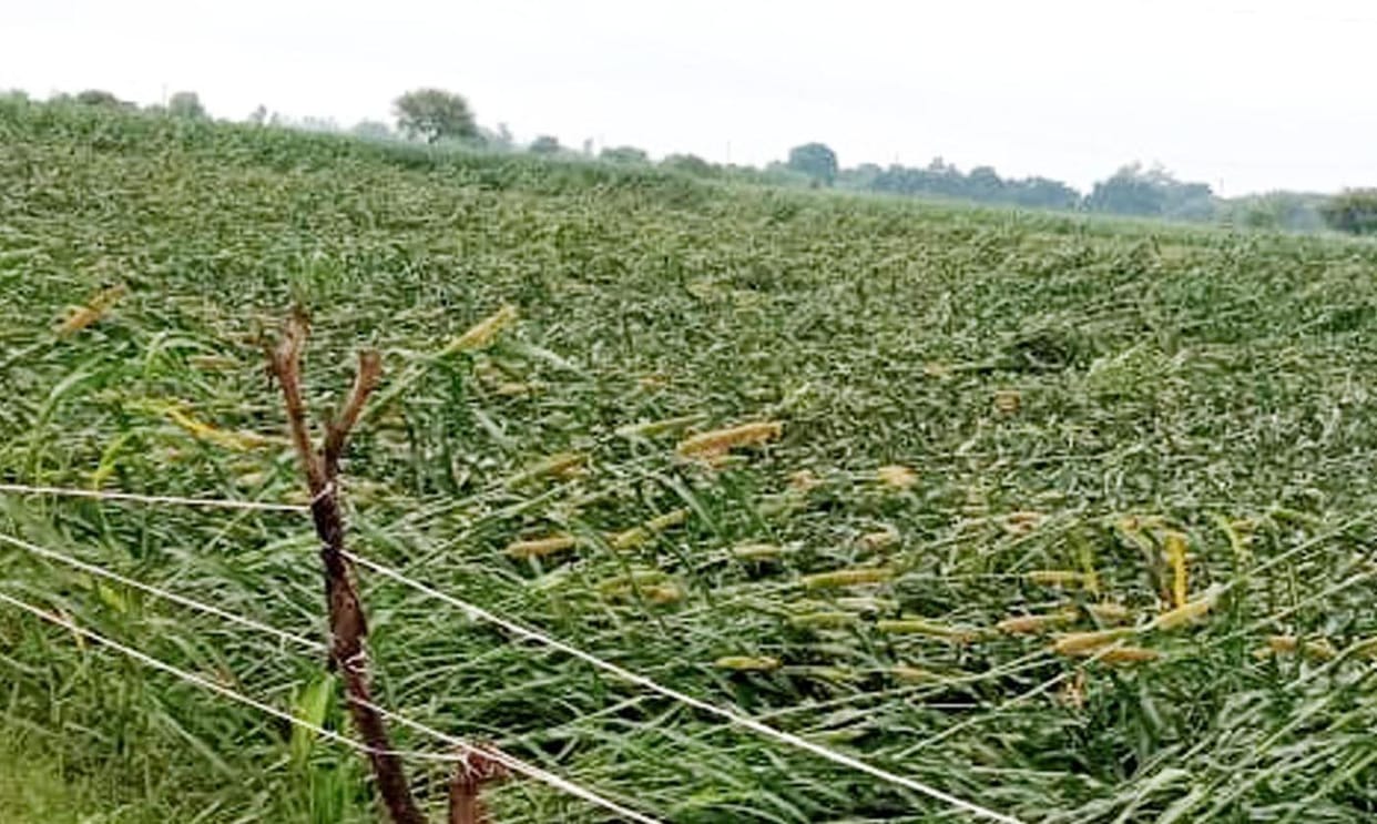 crop destroy