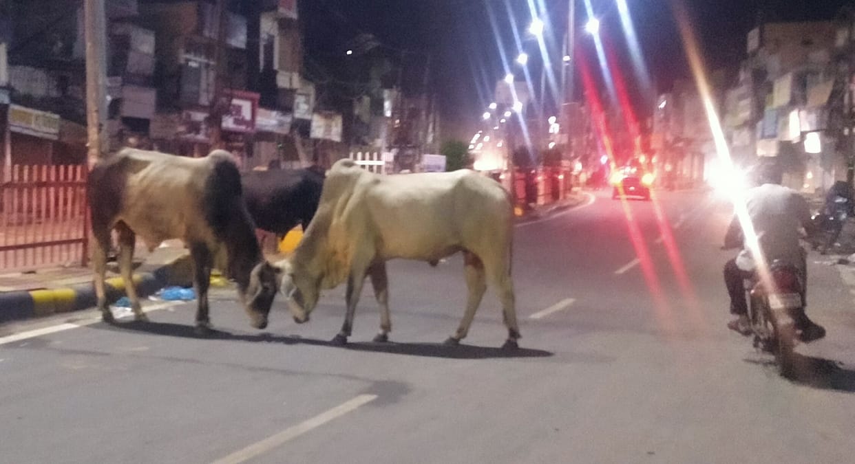 City Cattle Free in Papers, 'Battle' of 'Cattle' on the streets
