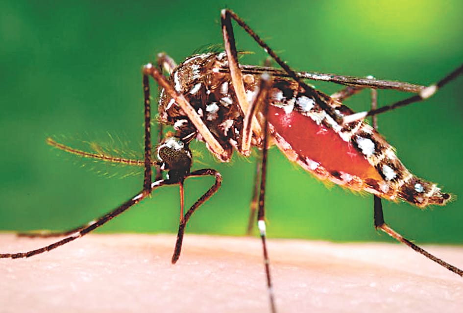 Girl died from dengue