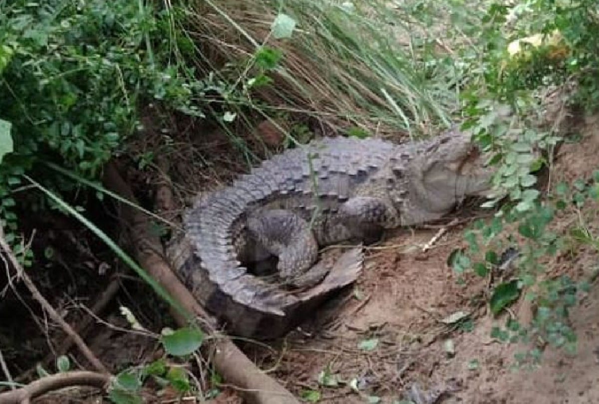 Crocodile entered house from sugarcane field in Maharajganj