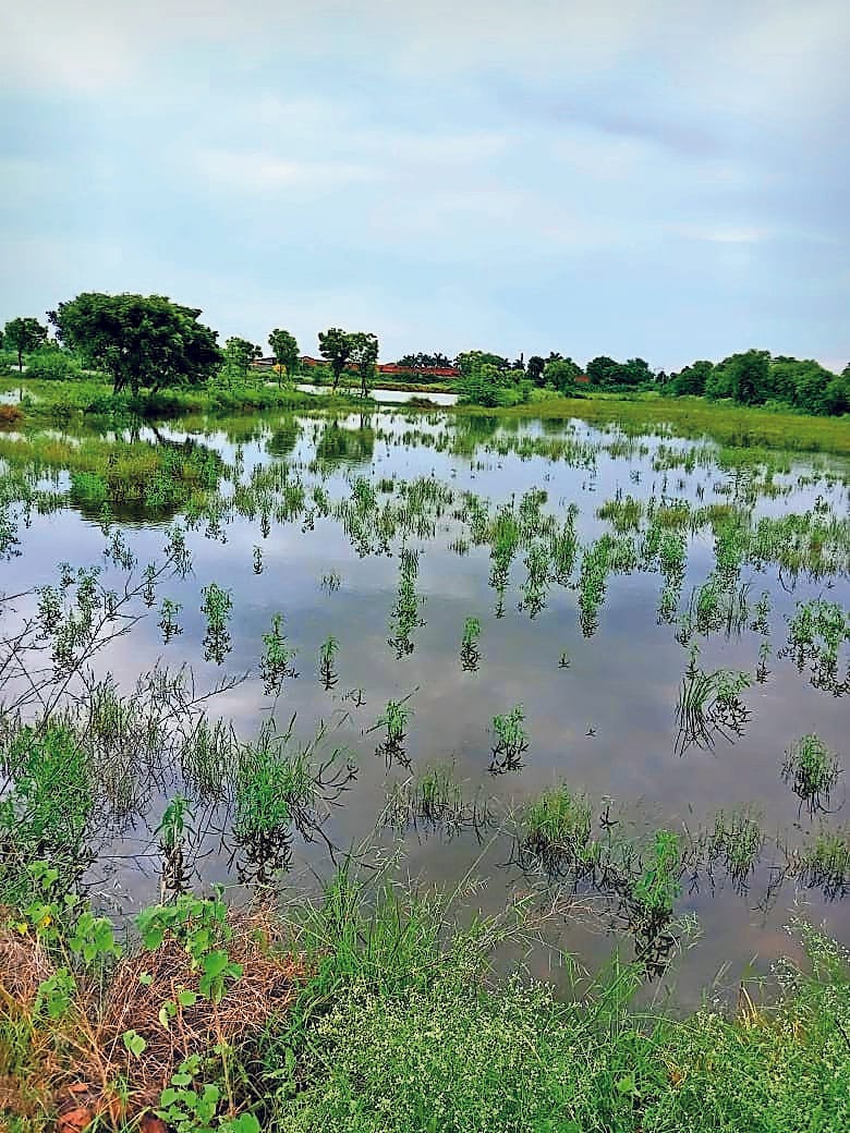 Heavy damage to crops due to rain water filling