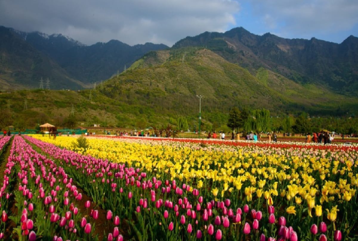 Kashmir's plaintiffs brought greenery to the dry business of tours and travels