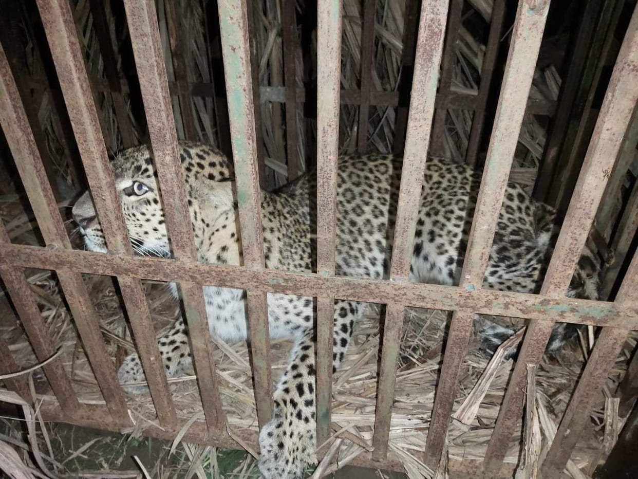In Khadri, the female guldar became synonymous with terror, imprisoned in the cage