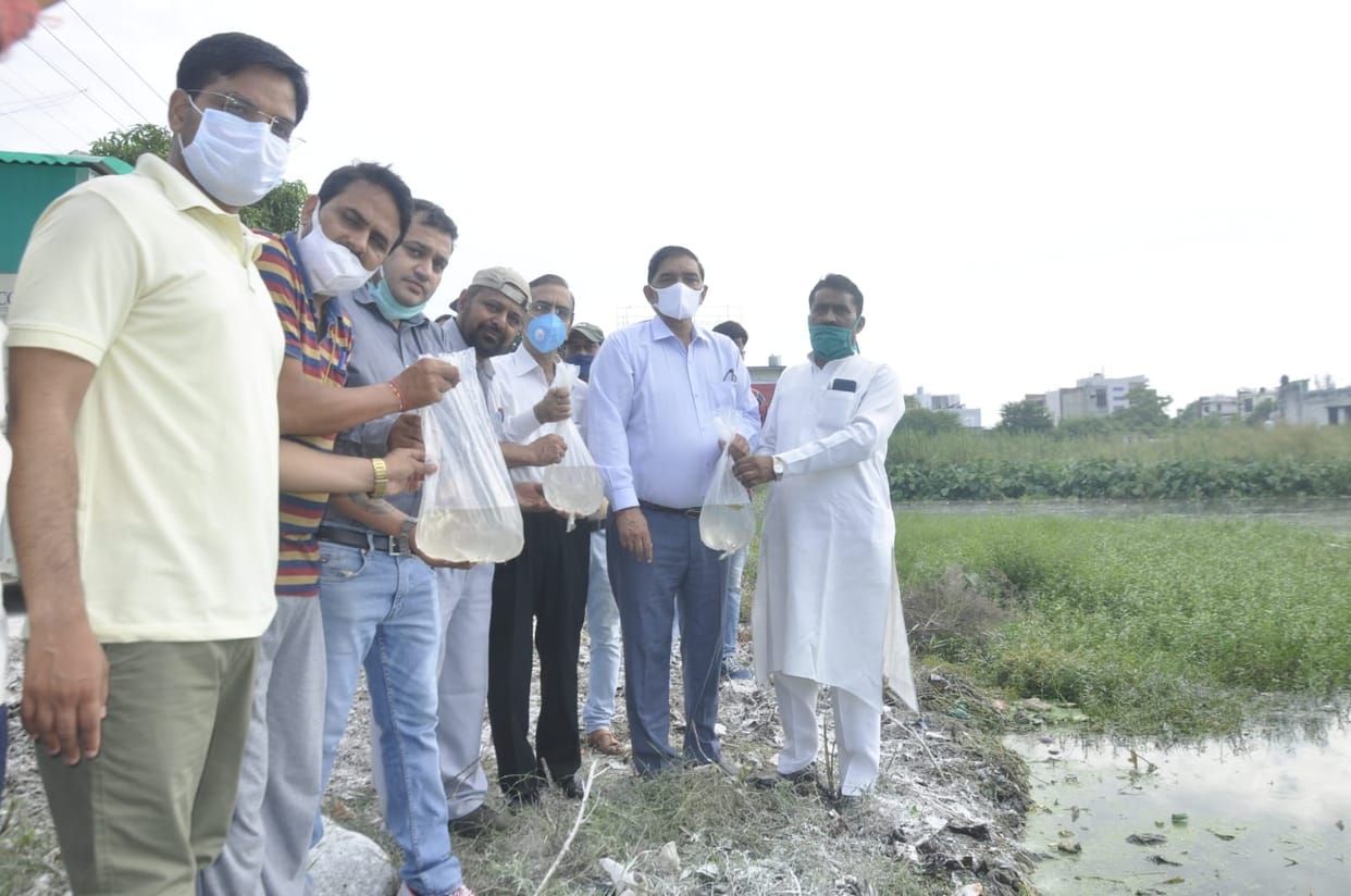 Gambusia fish left in ponds to control dengue-malaria