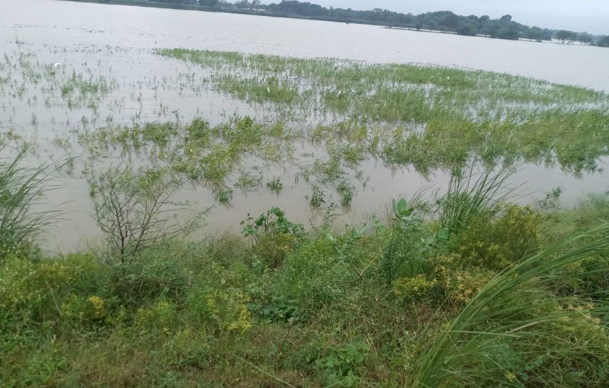 More than two thousand bighas of crops submerged in water