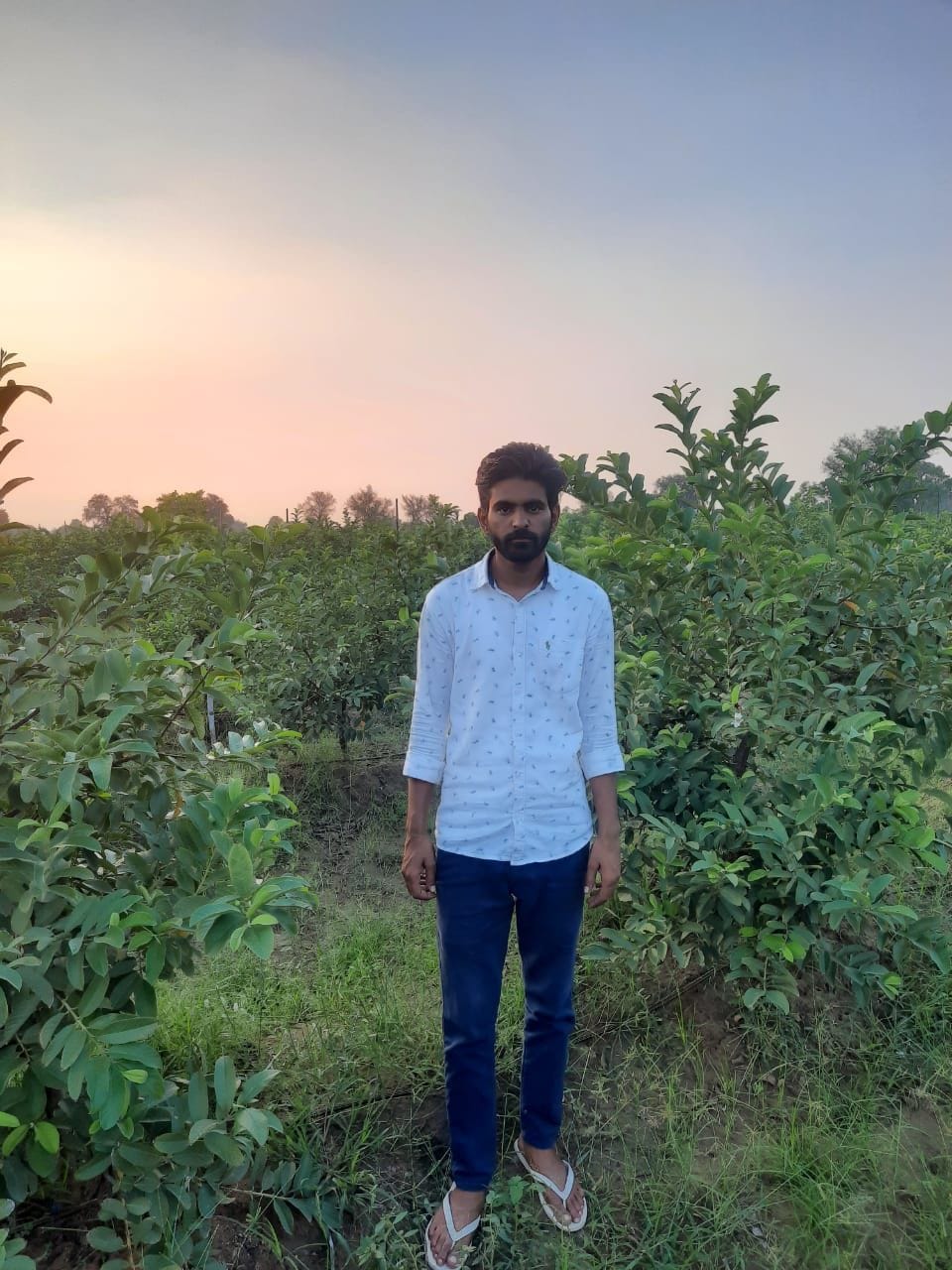 In 4 years, 20 farmers planted fruit trees in 200 acres, made them a means of additional income