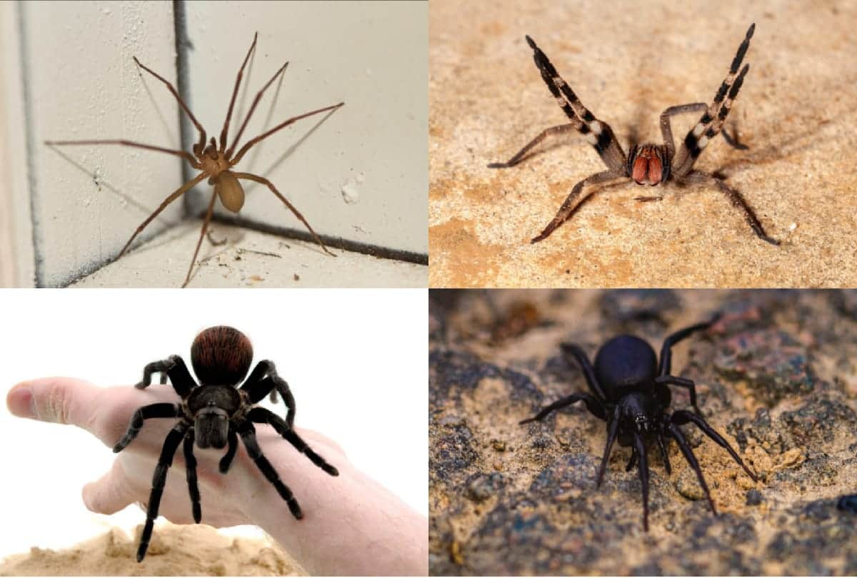 Dangerous spiders in the world who can take life in a moment