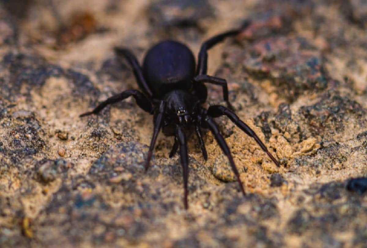 Dangerous spiders in the world who can take life in a moment