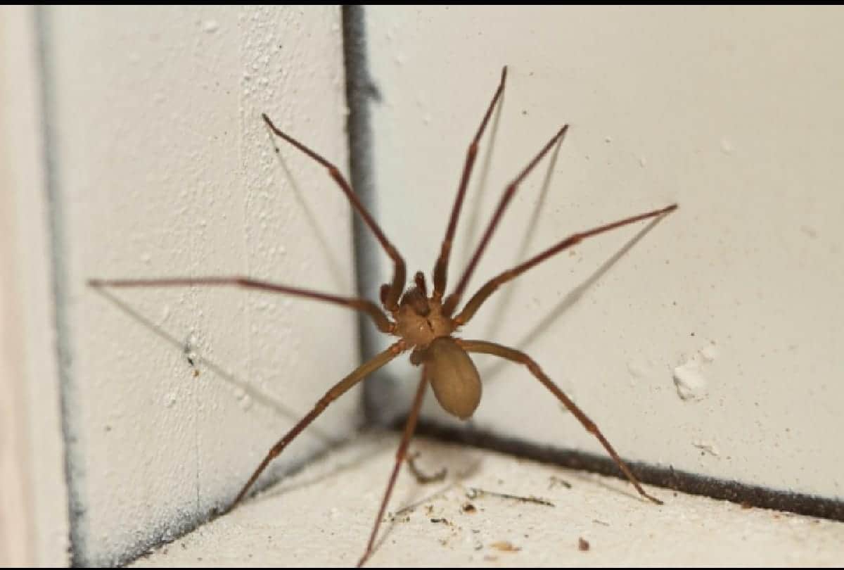 Dangerous spiders in the world who can take life in a moment