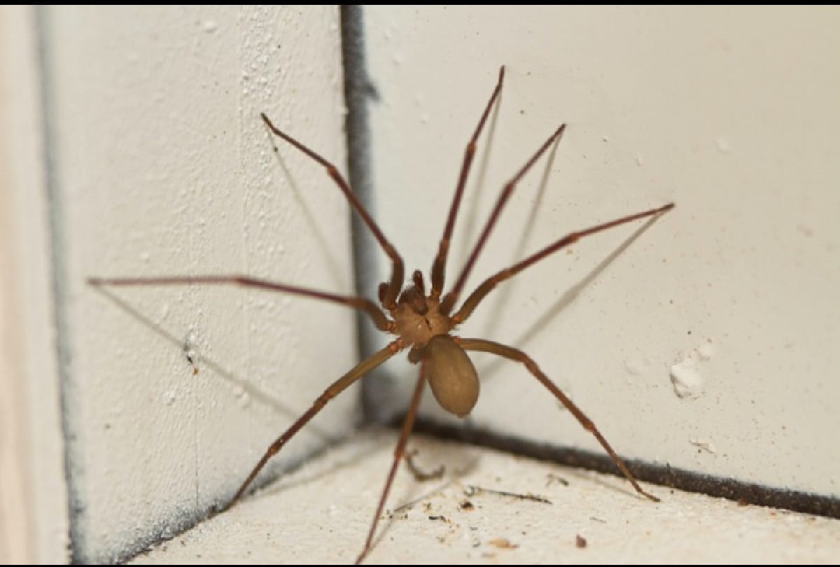 Dangerous spiders in the world who can take life in a moment