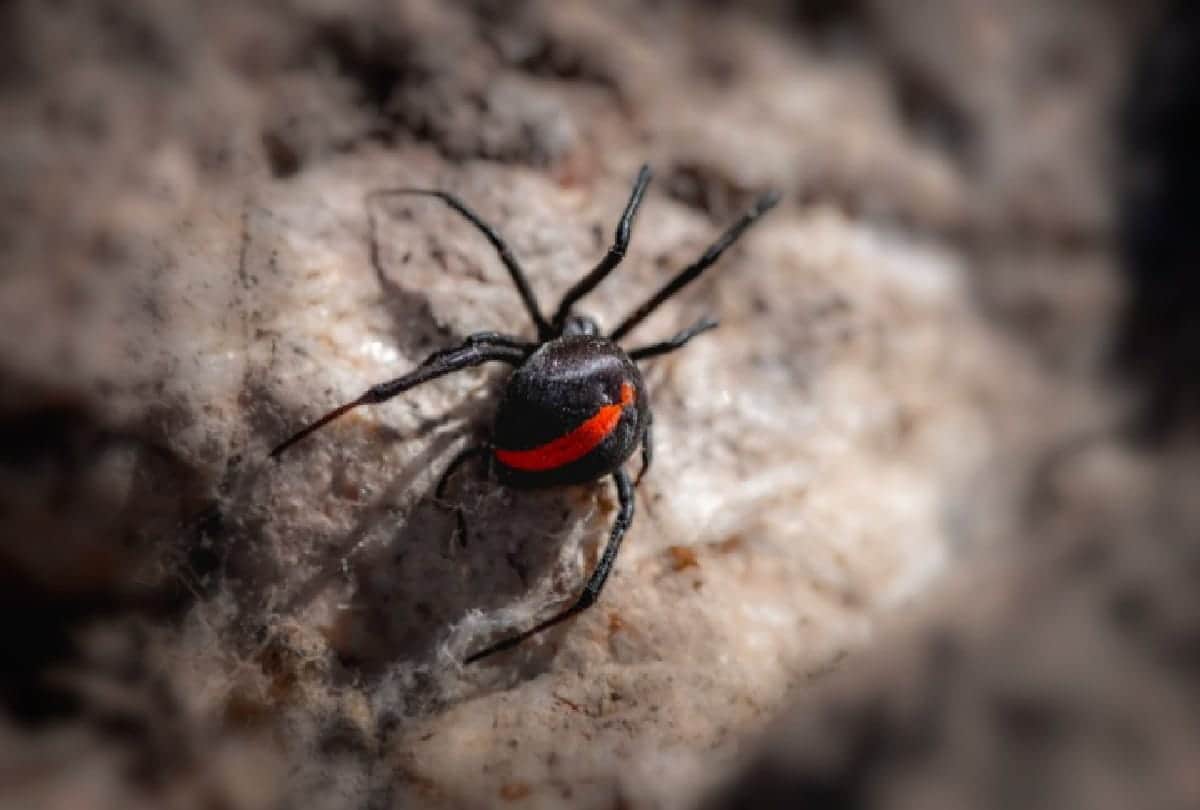 Dangerous spiders in the world who can take life in a moment