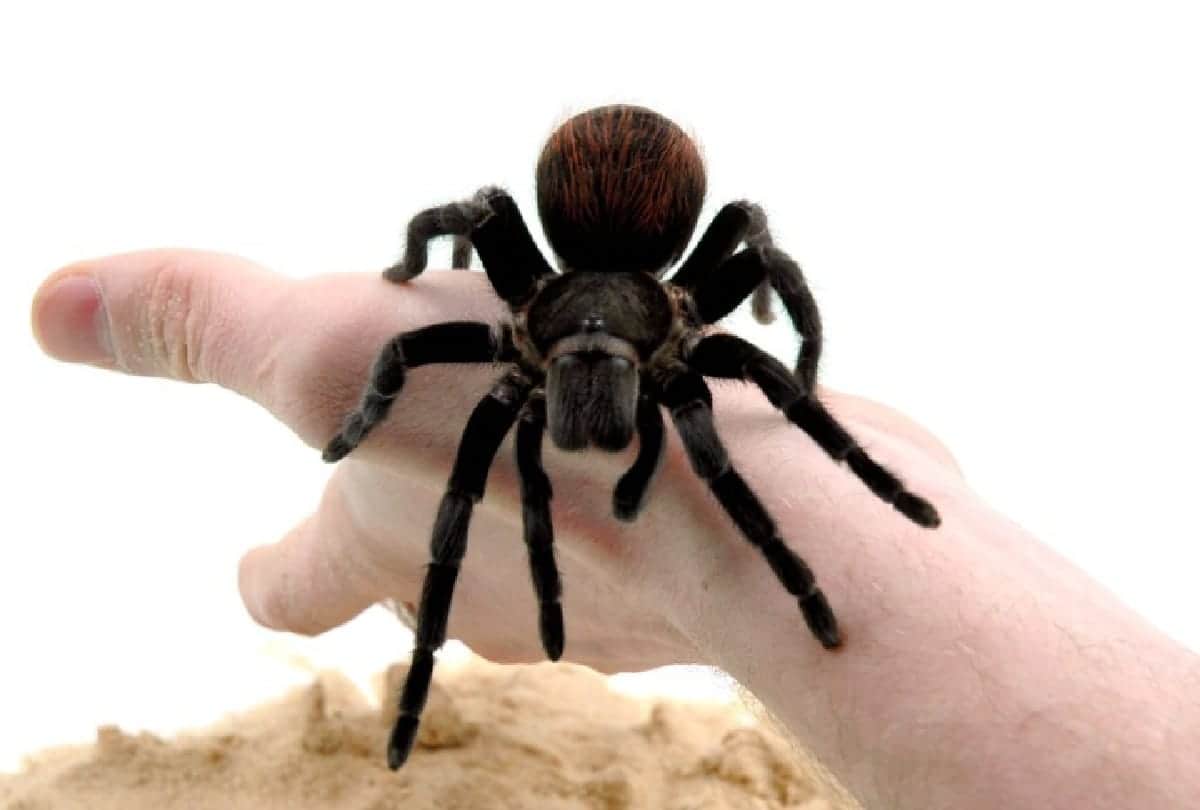 Dangerous spiders in the world who can take life in a moment