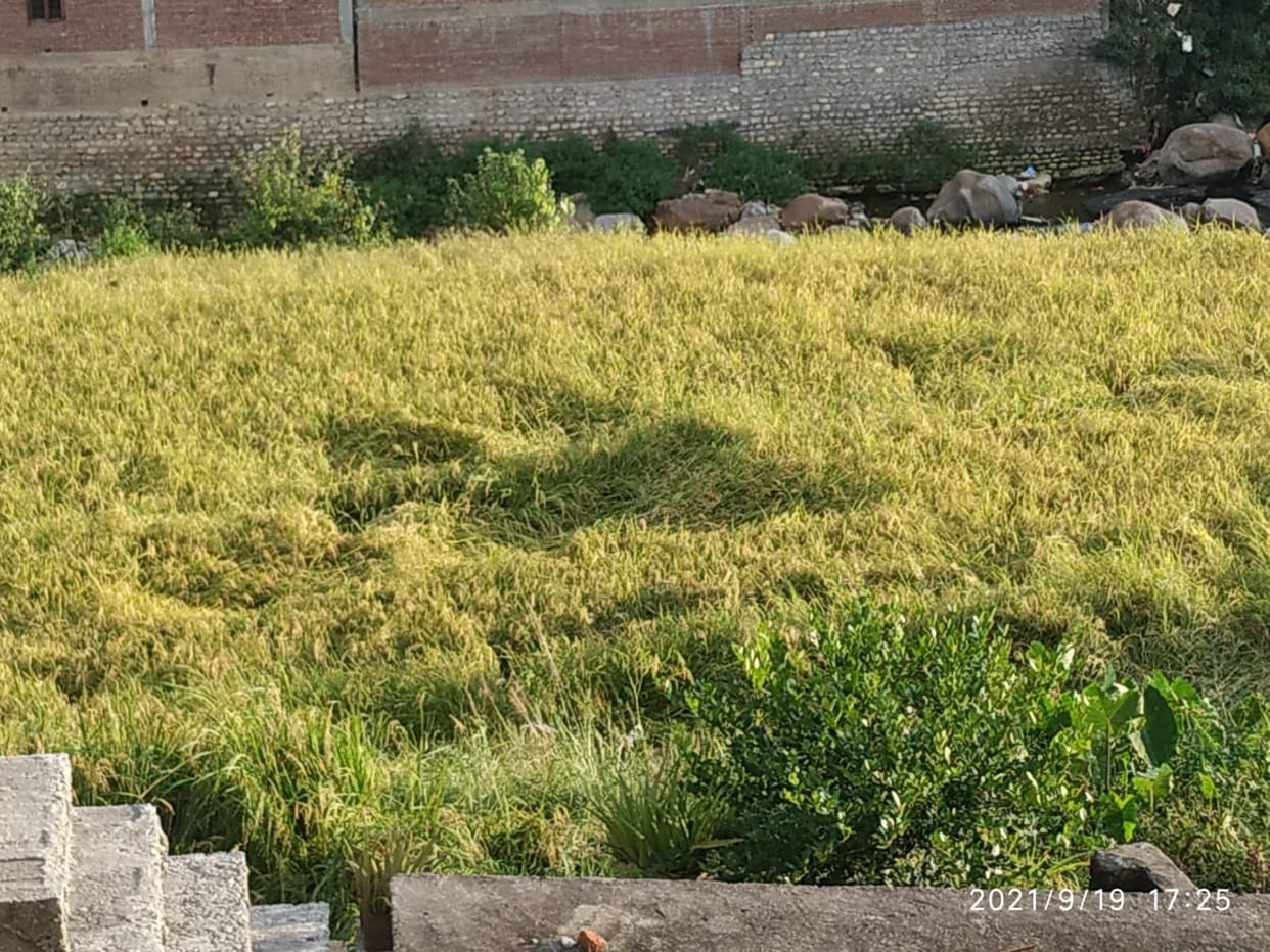 Production if Rice in Garur