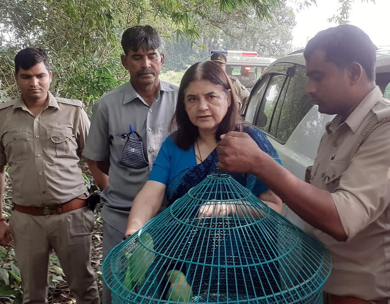 parrot freed from cage
