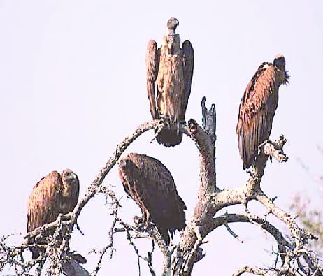 The number of vultures on the verge of extinction started increasing