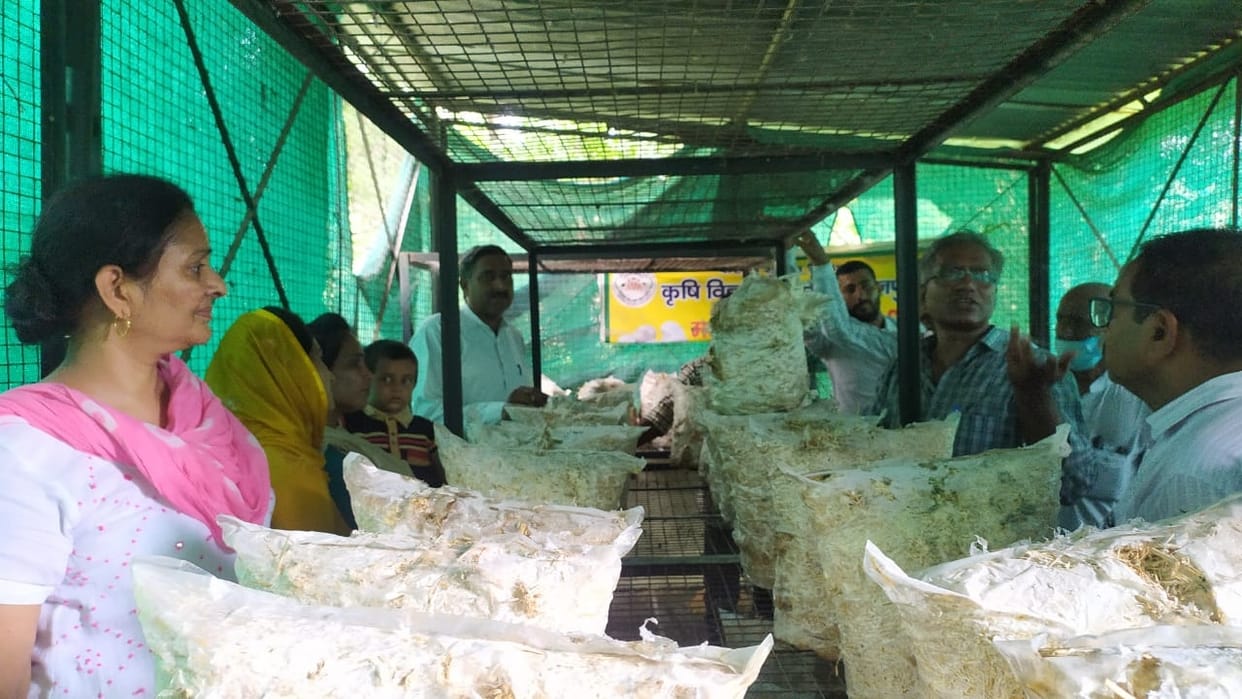 Best mushroom production tips given in training
