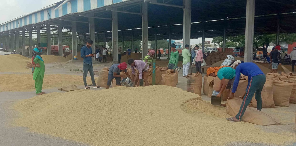 Paddy arrival started in grain market