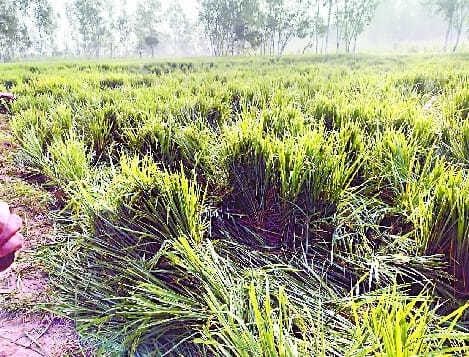 Elephants created ruckus in the forest of Sahajania Beet