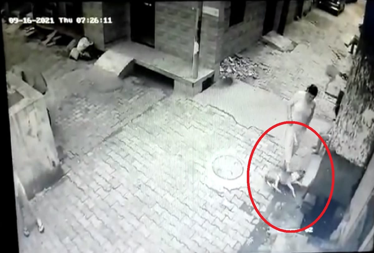Video of a woman hitting street dog till death goes viral on social media