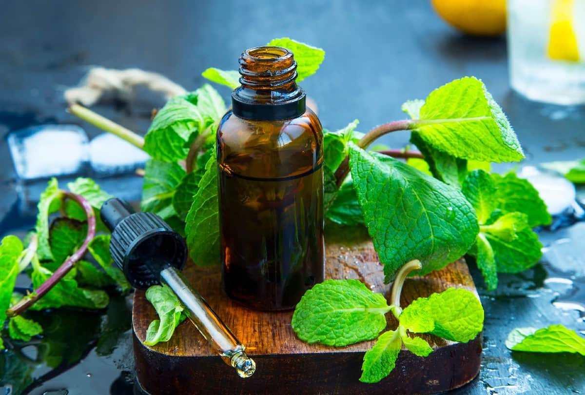 Dengue Preventive Tips Make 5 homemade mosquito repellent Spray