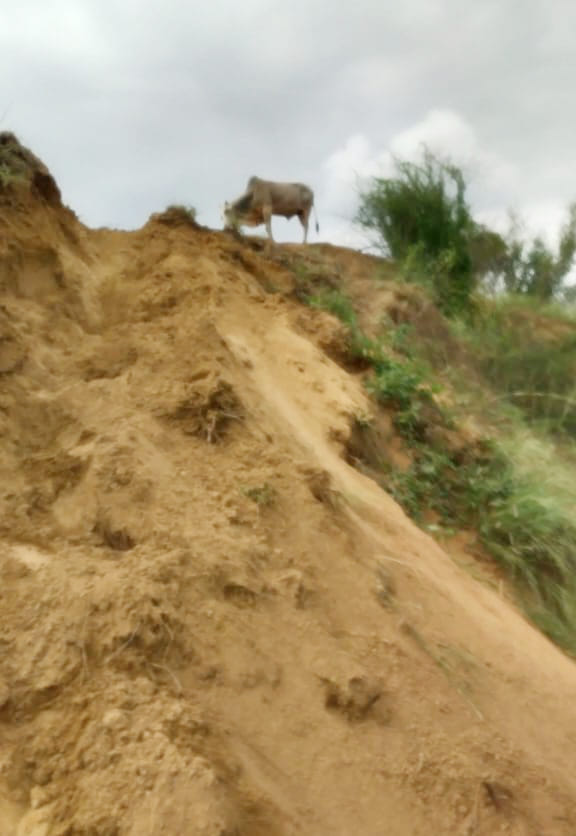The bull climbed on the rugged mound of Chambal is unable to descend for five days.