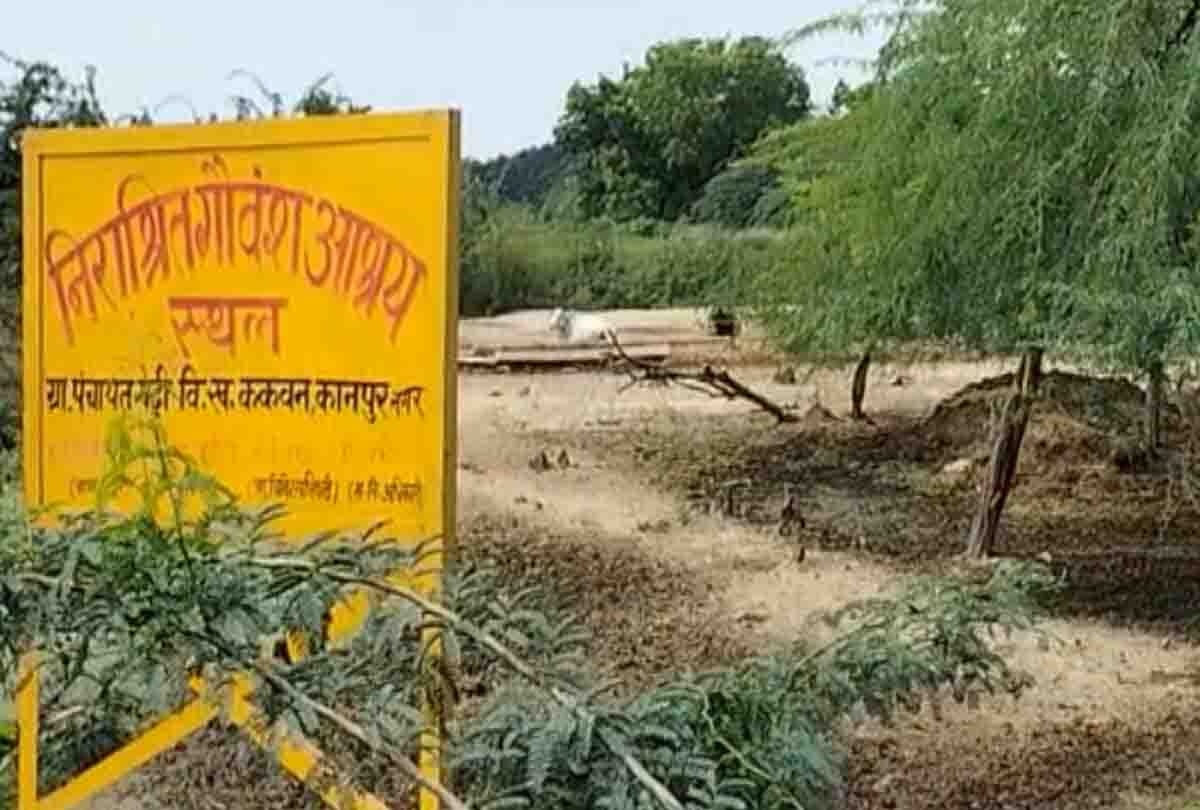 cows started rotting after dying in Bilhaur's cowshed, video viral