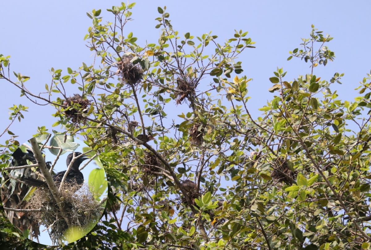 One thousand birds made Gorakhpur court their new abode