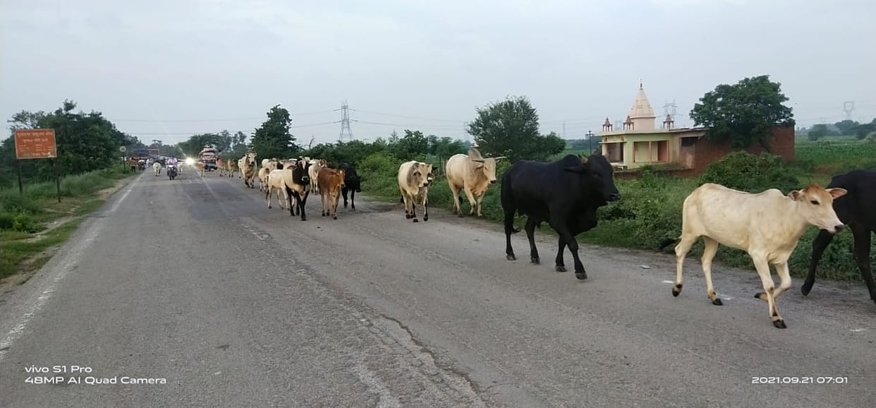 etawah news,Anna cattle are choking the crop, farmers' ruckus