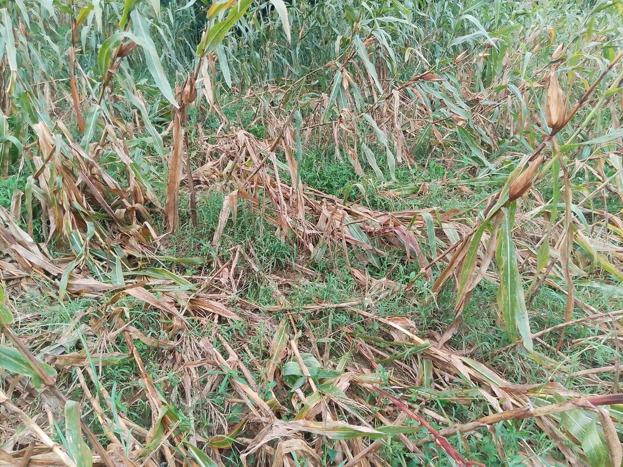 Maize crop started rotting in the fields due to heavy rain