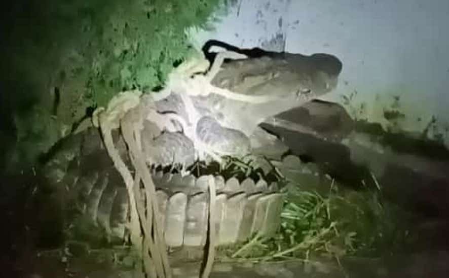 Crocodile found in Alipura Colony stirred up