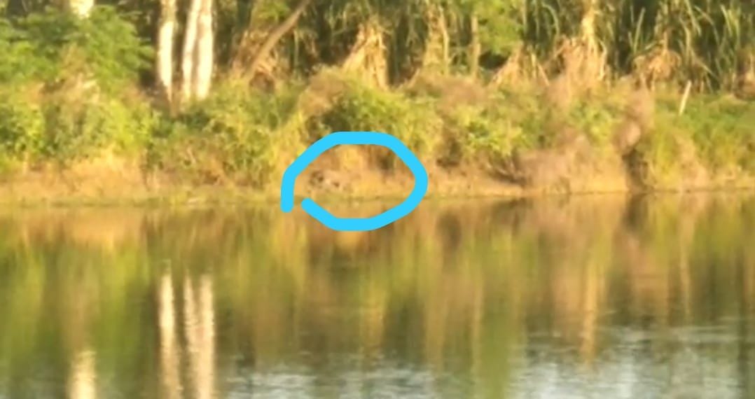 Leopard cubs are hunting fish in the pond
